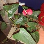 Anthurium scherzerianumVekstform