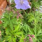 Geranium pratenseFlower