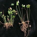 Marsilea minuta Habitatea