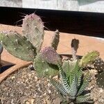 Opuntia macrocentra List