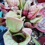 Sarracenia purpurea Lehti