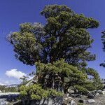 Juniperus occidentalis Habit