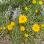 Thymophylla tenuiloba 花