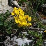 Coronilla vaginalis Habit