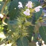 Galeopsis tetrahit Blomst