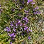 Gentianella campestris Хабит