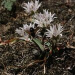 Allium crenulatum Квітка