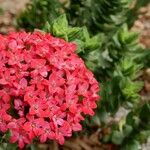 Crassula coccinea Flor