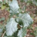 Quercus coccifera 葉