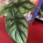 Alocasia baginda Лист