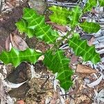 Acanthus ilicifolius Folio