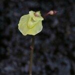 Utricularia minor Fruto
