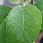 Cordia africana Blad