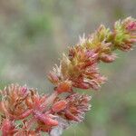 Sedum rubens Hoja