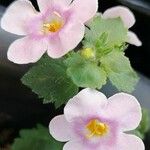 Sutera cordata Flower