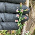 Symphyotrichum ericoidesᱵᱟᱦᱟ