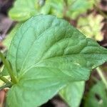 Viola reichenbachiana Leaf