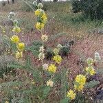 Astragalus alopecuroides Habit