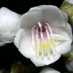 Adelobotrys adscendens Flor