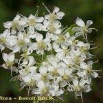 Pleurospermum austriacum Квітка