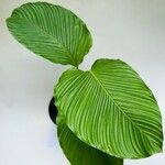 Calathea lutea Folio