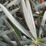 Podocarpus macrophyllus Leaf