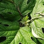 Hydrangea quercifolia Foglia