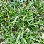 Paspalum fimbriatum Folha