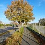 Tilia dasystyla Habitus