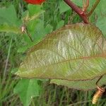 Passiflora coccinea Folla