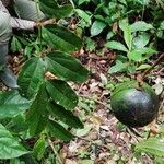 Strychnos aculeata Fruto