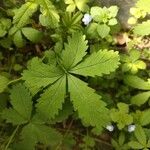 Potentilla simplex Leaf