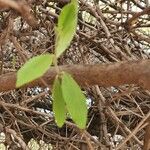 Maerua triphylla Leaf