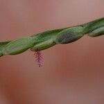 Axonopus fissifolius Fruit