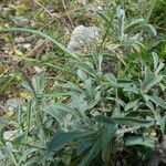 Alyssum montanum Habitus