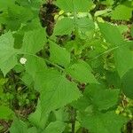 Lactuca floridana Blatt
