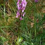 Orchis mascula Tervik taim