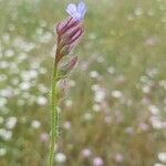 Anchusa cretica