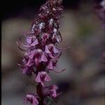 Pedicularis groenlandica Flor