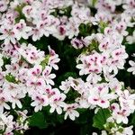 Pelargonium graveolens Агульны выгляд