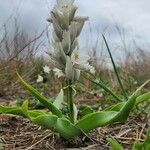 Chlorophytum tuberosum Blatt