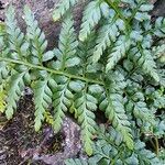 Asplenium obovatum Leaf