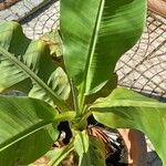 Musa acuminata Blad