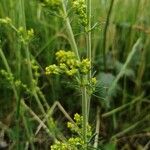 Galium verumFlower