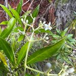 Psychotria rupicola Квітка