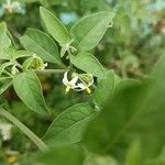 Solanum chenopodioidesফুল