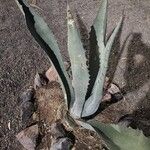 Agave salmiana Corteza