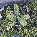 Woodsia ilvensis برگ