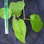 Ruehssia macrophylla Іншае