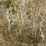 Stipa pennata Характер